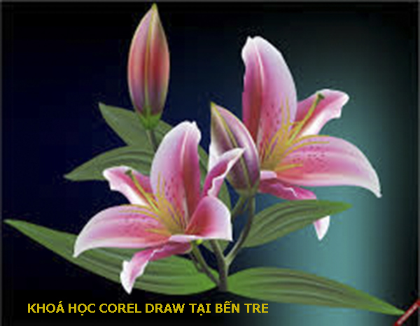 Thiết kế và chỉnh sửa hình ảnh bằng Corel Draw