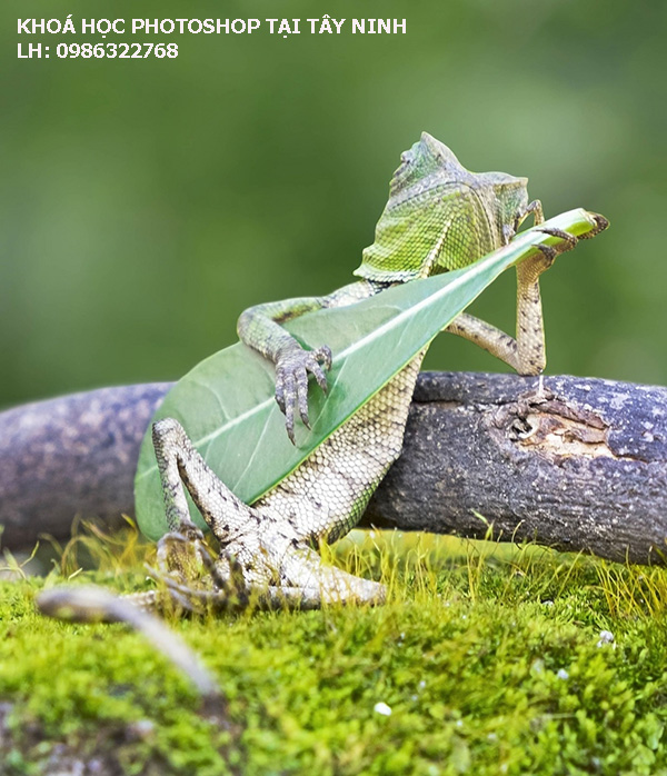 Khoá học Photoshop tại Tây Ninh. 